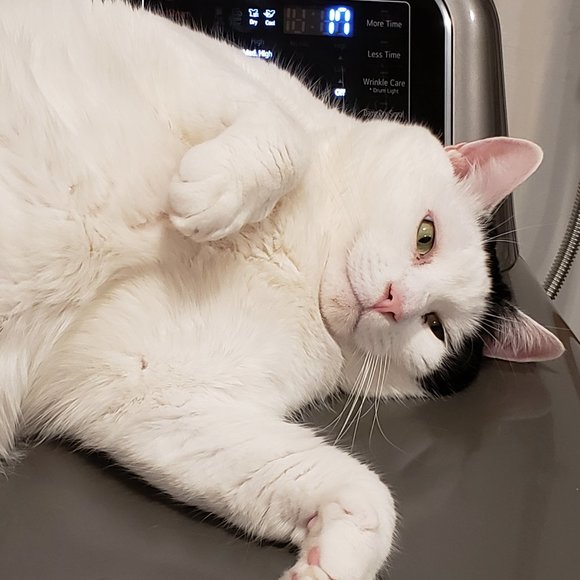 Meet your Posher, Tish - Picture 1 of 15